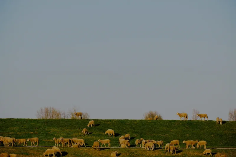 Schafe verteilt auf dem grünen Deichhang in der Abendsonne, dahinter blassblauer Himmel