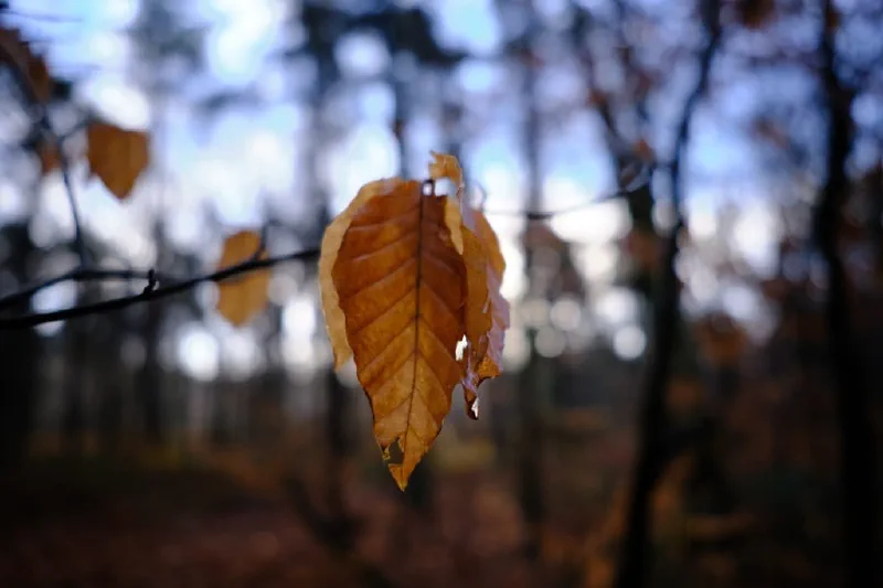 + | Wander dir den Kopf frei! Wanderbericht ausâm Uedemer Hochwald.