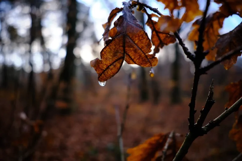 + | Wander dir den Kopf frei! Wanderbericht ausâm Uedemer Hochwald.