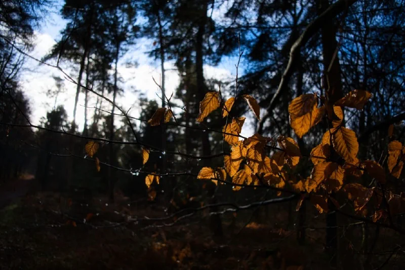 + | Wander dir den Kopf frei! Wanderbericht ausâm Uedemer Hochwald.
