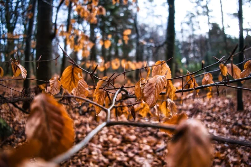 + | Wander dir den Kopf frei! Wanderbericht ausâm Uedemer Hochwald.