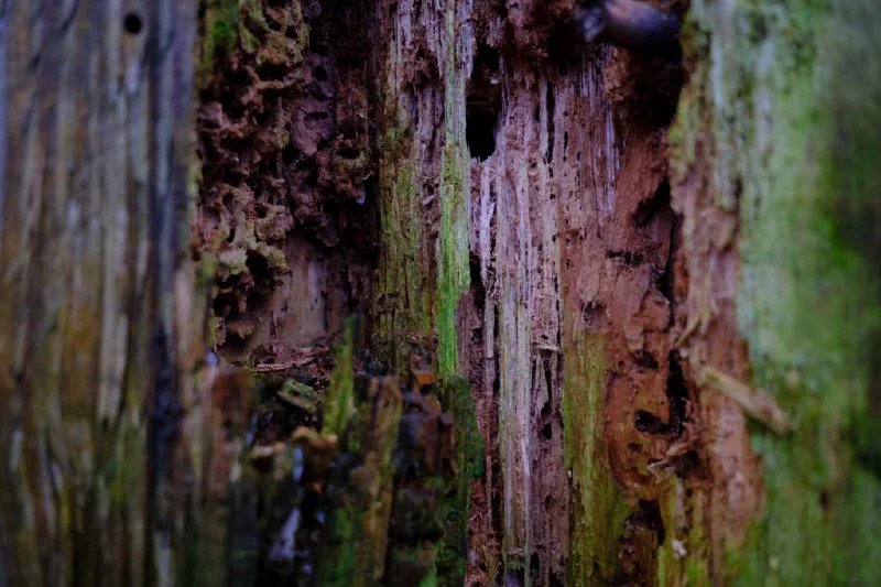 + | Wander dir den Kopf frei! Wanderbericht ausâm Uedemer Hochwald.