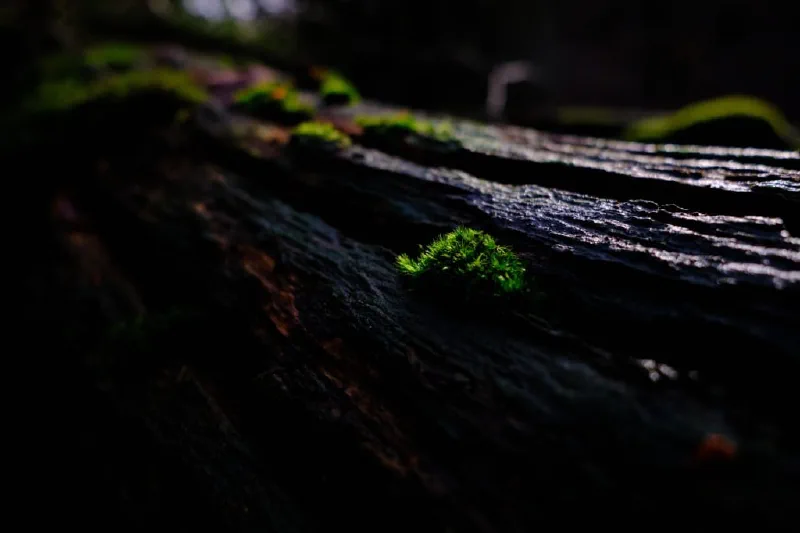 + | Wander dir den Kopf frei! Wanderbericht ausâm Uedemer Hochwald.