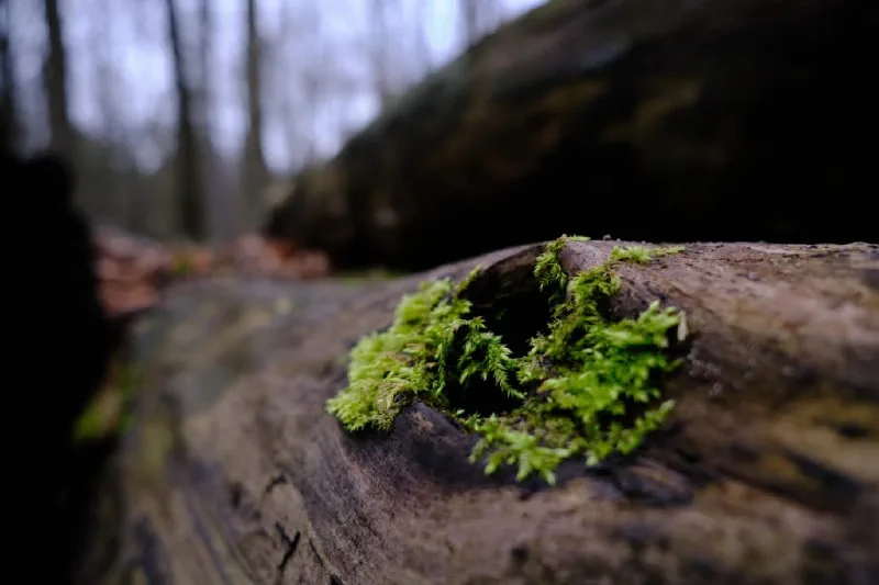 + | Wander dir den Kopf frei! Wanderbericht ausâm Uedemer Hochwald.