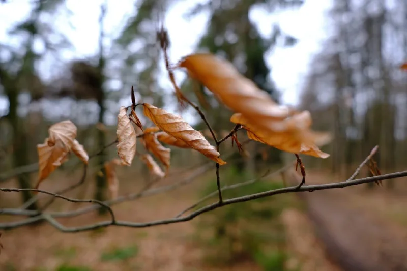 + | Wander dir den Kopf frei! Wanderbericht ausâm Uedemer Hochwald.