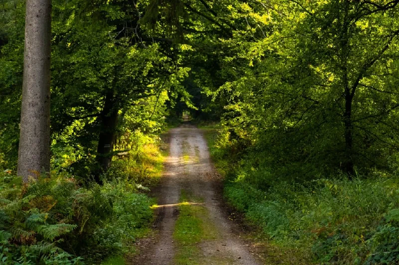 + | Wander dir den Kopf frei! Wanderbericht ausâm Uedemer Hochwald.