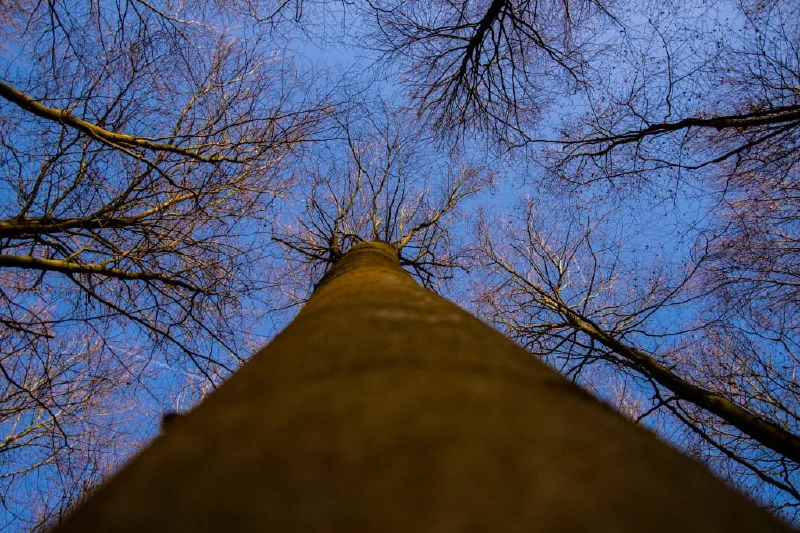 + | Wander dir den Kopf frei! Wanderbericht ausâm Uedemer Hochwald.