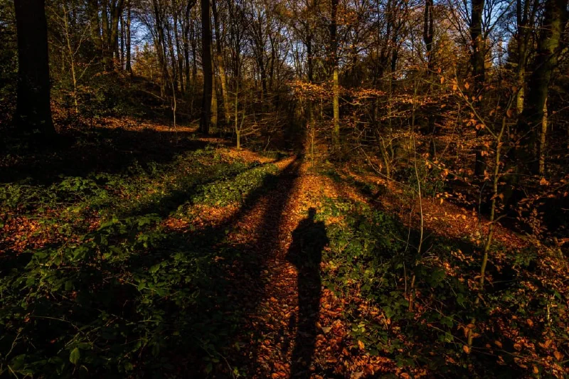 + | Wander dir den Kopf frei! Wanderbericht ausâm Uedemer Hochwald.
