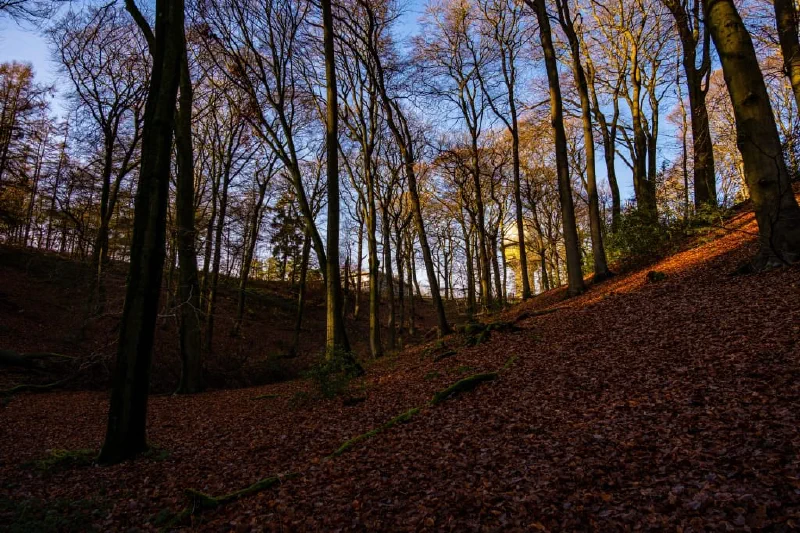 + | Wander dir den Kopf frei! Wanderbericht ausâm Uedemer Hochwald.