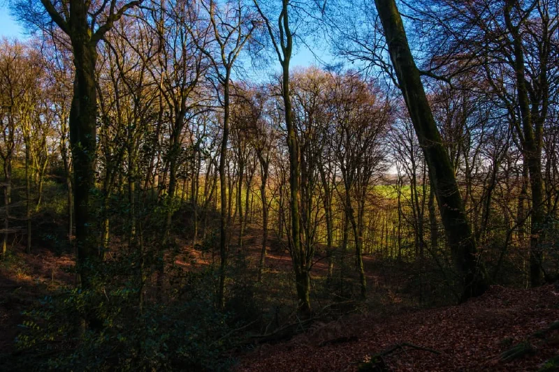 + | Wander dir den Kopf frei! Wanderbericht ausâm Uedemer Hochwald.