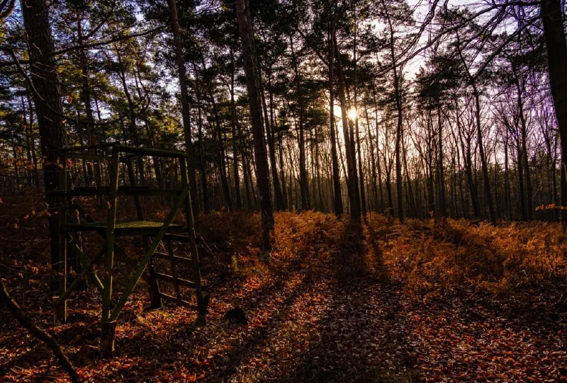 + | Wander dir den Kopf frei! Wanderbericht ausâm Uedemer Hochwald.