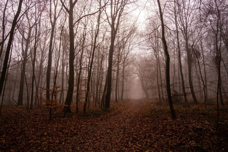 + | Wander dir den Kopf frei! Wanderbericht ausâm Uedemer Hochwald.