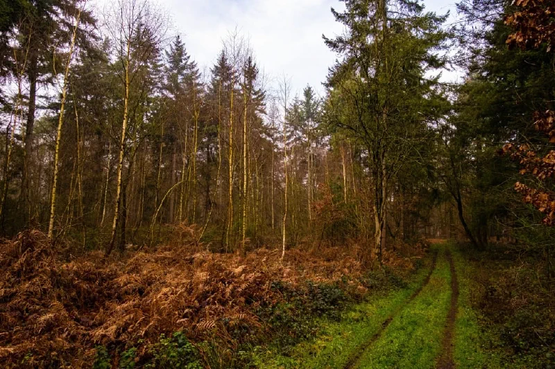 + | Wander dir den Kopf frei! Wanderbericht ausâm Uedemer Hochwald.