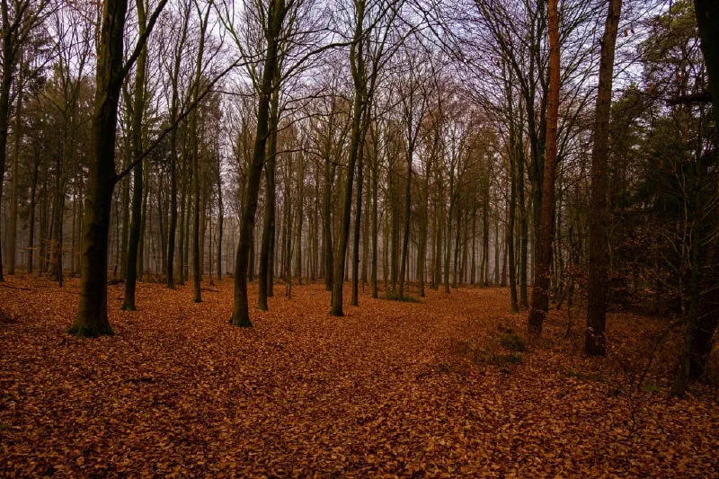+ | Wander dir den Kopf frei! Wanderbericht ausâm Uedemer Hochwald.