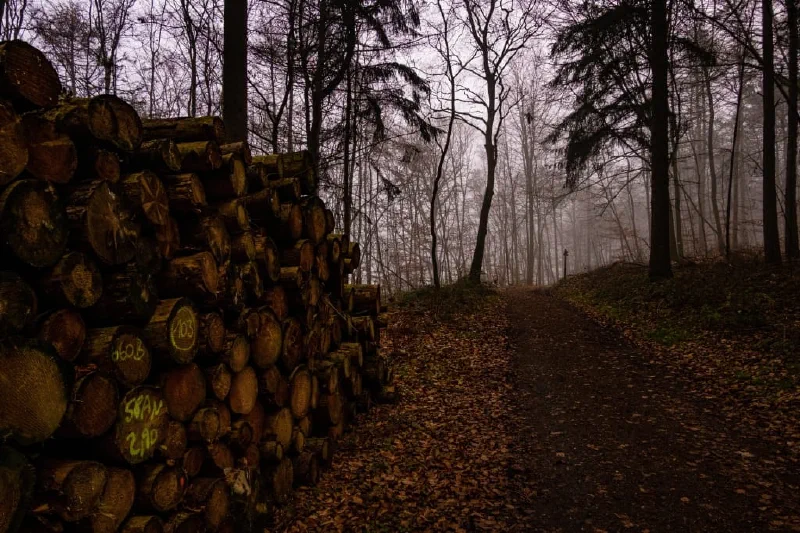 + | Wander dir den Kopf frei! Wanderbericht ausâm Uedemer Hochwald.