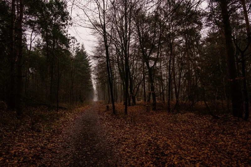 + | Wander dir den Kopf frei! Wanderbericht ausâm Uedemer Hochwald.