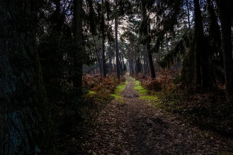 + | Wander dir den Kopf frei! Wanderbericht ausâm Uedemer Hochwald.