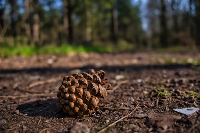 + | Wander dir den Kopf frei! Wanderbericht ausâm Uedemer Hochwald.