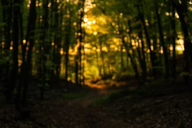 + | Wander dir den Kopf frei! Wanderbericht ausâm Uedemer Hochwald.