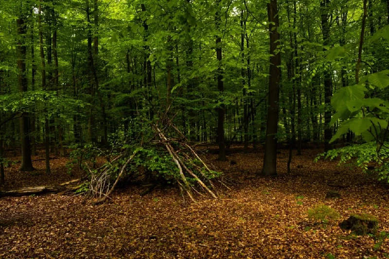 + | Wander dir den Kopf frei! Wanderbericht ausâm Uedemer Hochwald.