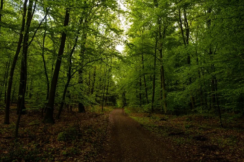 + | Wander dir den Kopf frei! Wanderbericht ausâm Uedemer Hochwald.