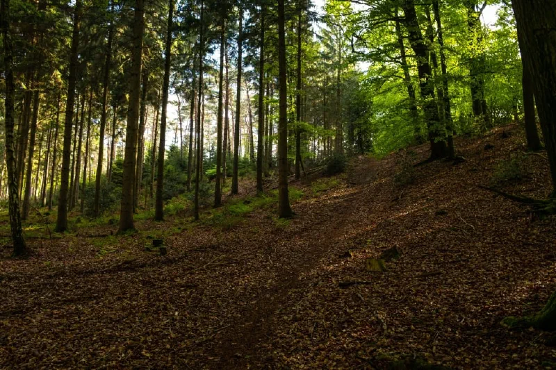 + | Wander dir den Kopf frei! Wanderbericht ausâm Uedemer Hochwald.