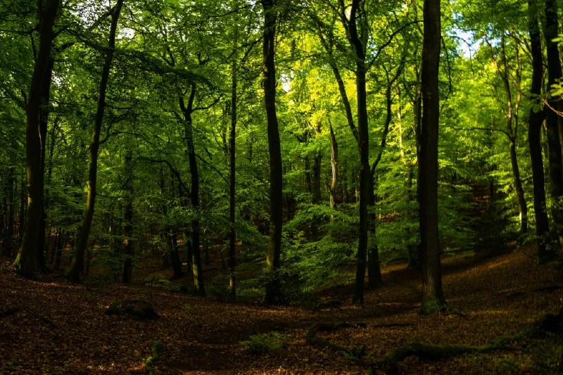 + | Wander dir den Kopf frei! Wanderbericht ausâm Uedemer Hochwald.