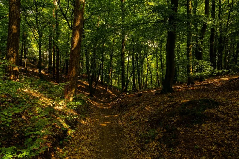 + | Wander dir den Kopf frei! Wanderbericht ausâm Uedemer Hochwald.