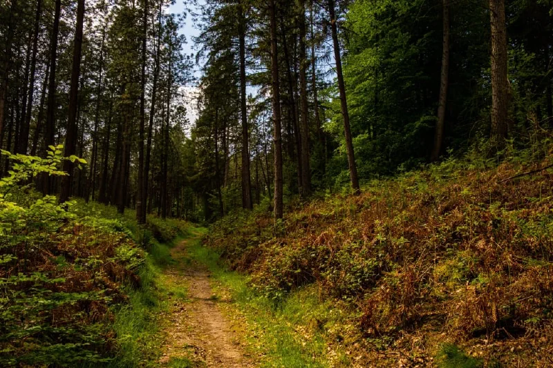 + | Wander dir den Kopf frei! Wanderbericht ausâm Uedemer Hochwald.