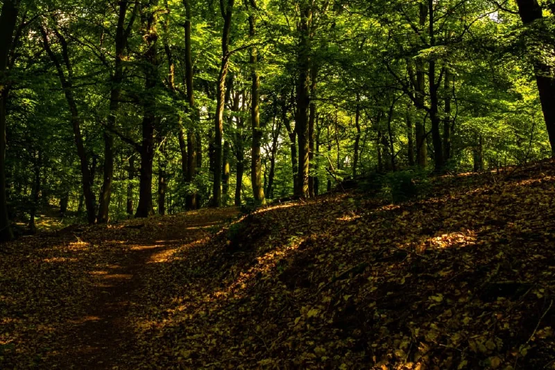 + | Wander dir den Kopf frei! Wanderbericht ausâm Uedemer Hochwald.