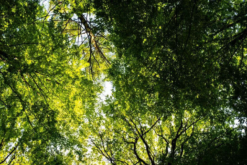 + | Wander dir den Kopf frei! Wanderbericht ausâm Uedemer Hochwald.
