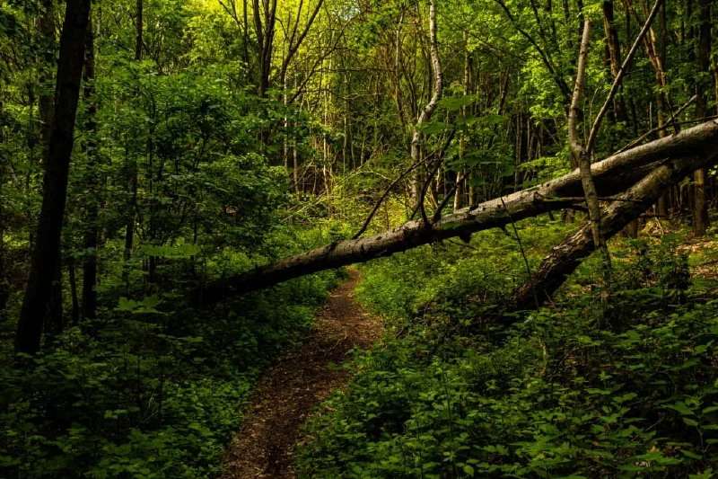 + | Wander dir den Kopf frei! Wanderbericht ausâm Uedemer Hochwald.