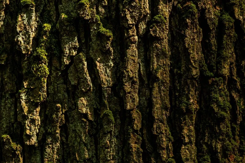 + | Wander dir den Kopf frei! Wanderbericht ausâm Uedemer Hochwald.