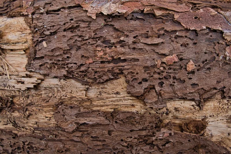 Nahaufnahme einer Fichtenrinde voller Bohrlöcher des Borkenkäfers, an den Rändern ist das helle Holz freigelegt