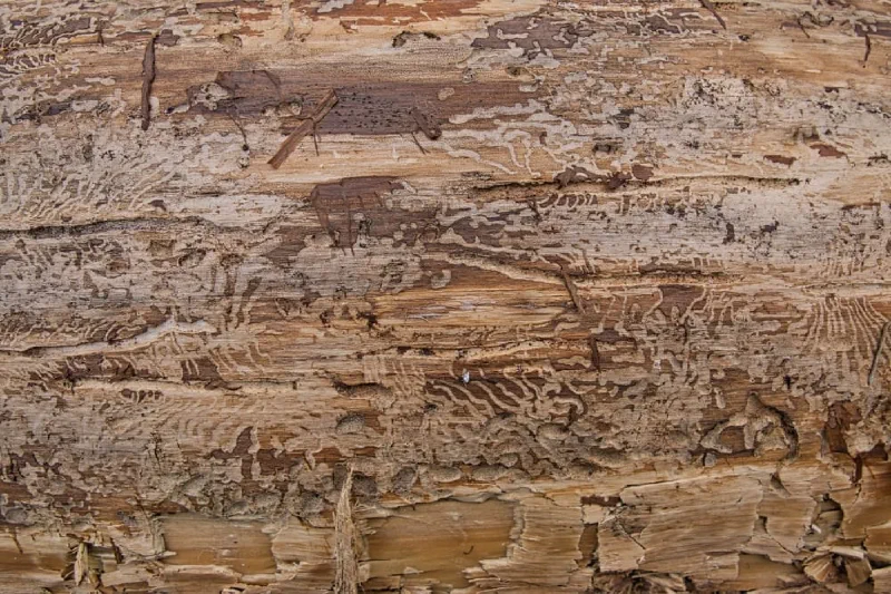 Fraßgänge des Borkenkäfers im Holz unter der abgelösten Rinde