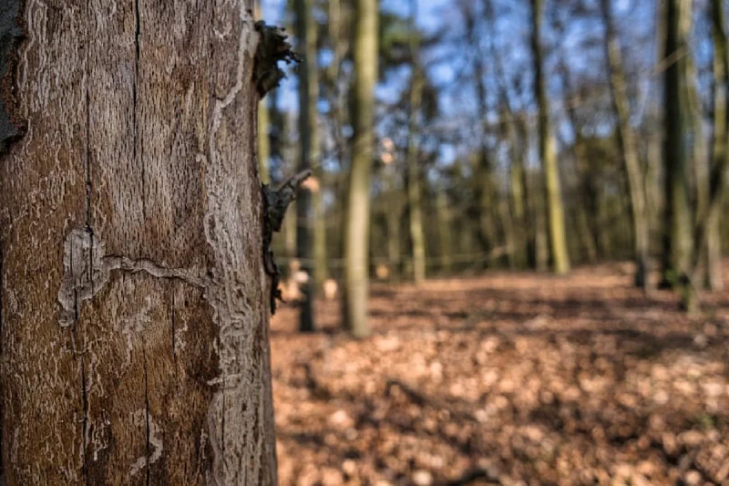 Baumstamm mit Fraßspuren unter abgeplatzter Rinde, dahinter unscharf der Wald