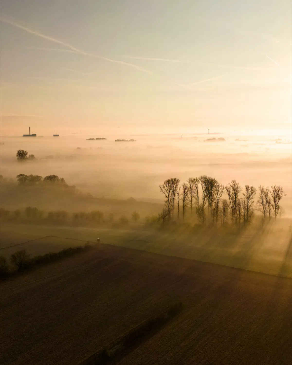Luftaufnahme über einem Nebelmeer, eine Reihe kahler Bäume wirft lange Schatten in das Morgenlicht