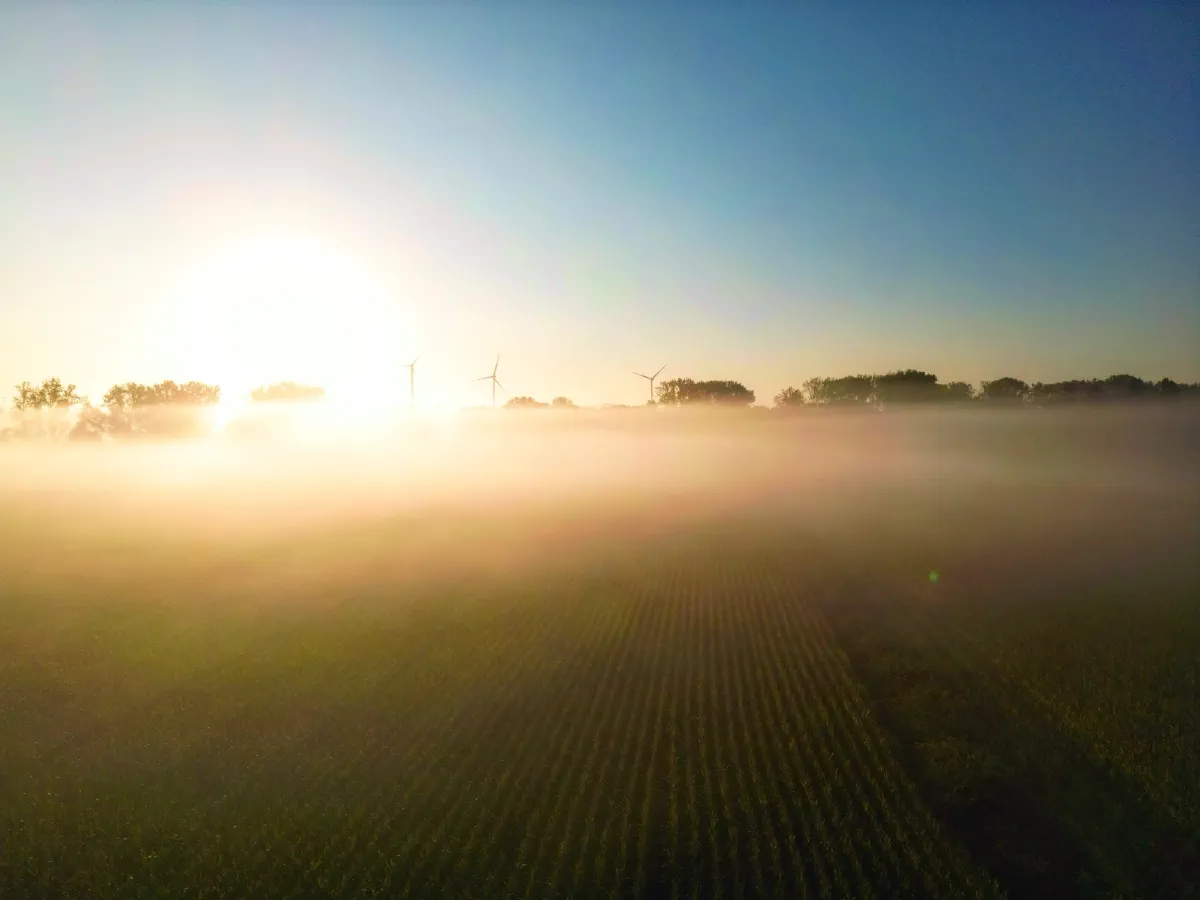 Luftaufnahme über einem Maisfeld, Bodennebel zieht in Bändern, die Sonne steht knapp über dem Horizont