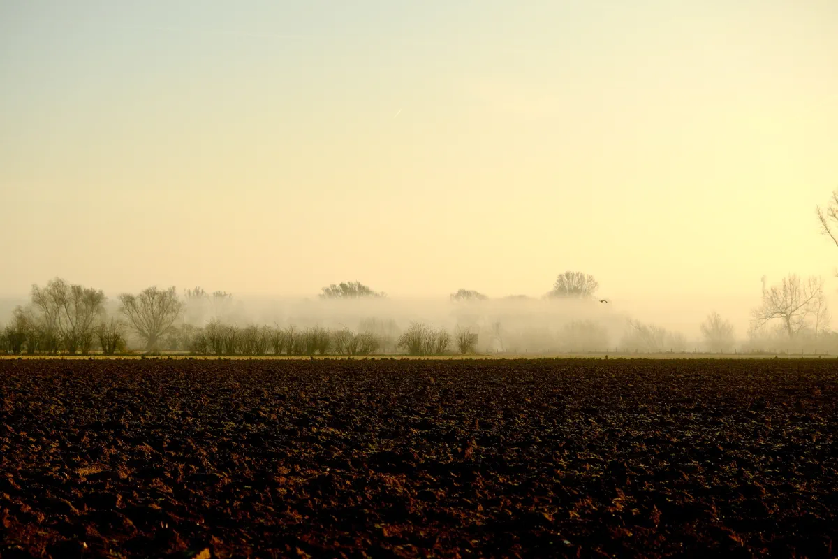 Frisch gepflügter Acker, dahinter ein Nebelband über einer Baumreihe im warmen Morgenlicht