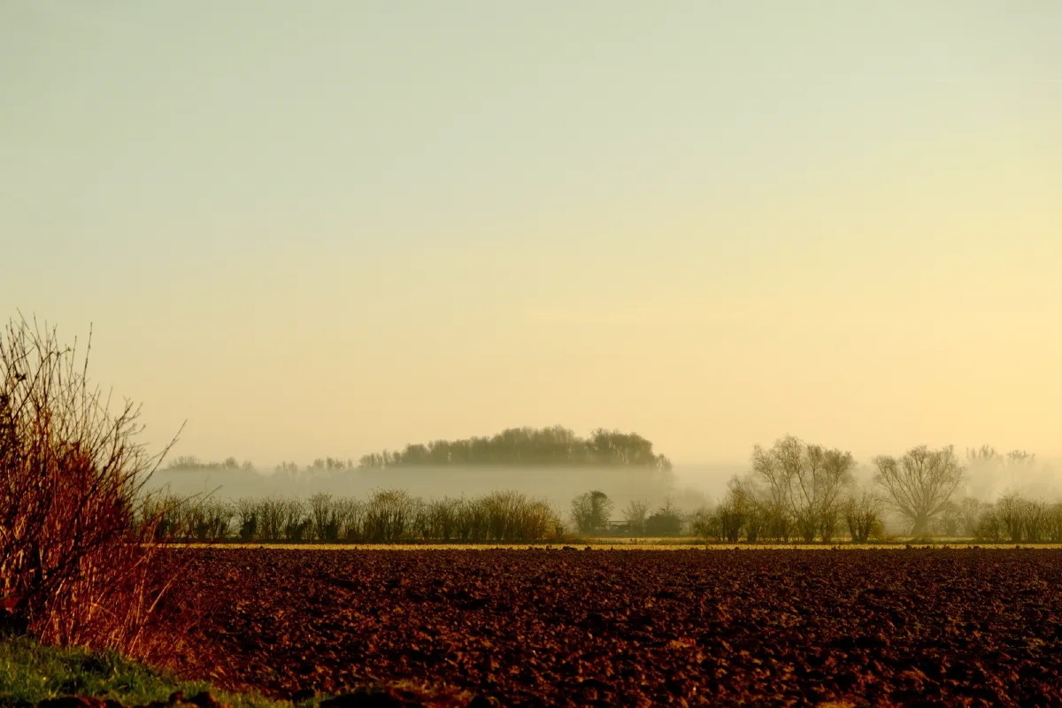 Dunkler Acker im Morgenlicht, links eine rot leuchtende Hecke, im Hintergrund Nebel zwischen kahlen Bäumen