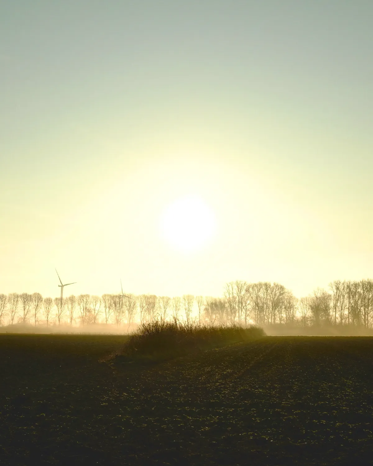Die Sonne steht als heller Fleck im Dunst über einer Baumreihe, davor ein dunkler Acker mit Grasbüschel