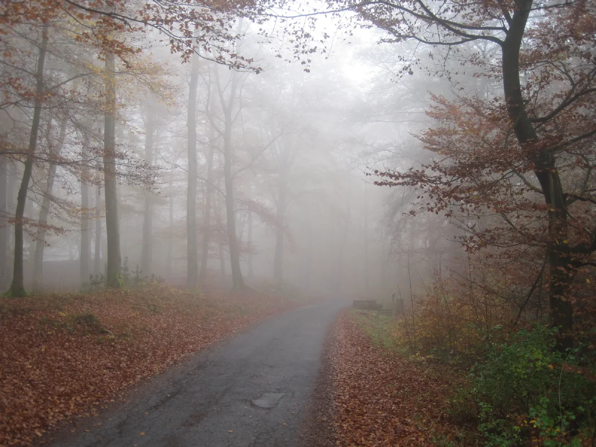Waldweg im Nebel, Buchen mit Herbstlaub säumen die Fahrbahn
