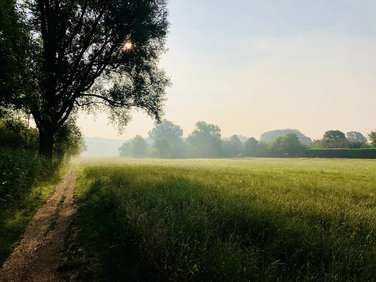 Wiese im Morgendunst, links eine Kopfweide über einem Trampelpfad, die Sonne steht flach hinter den Bäumen