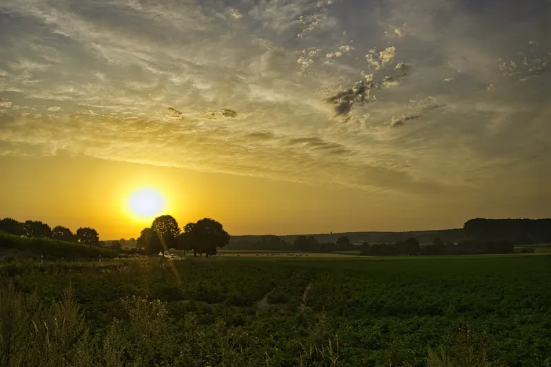 Sonnenuntergang über einem Kartoffelfeld, eine Baumgruppe am Horizont, Schleierwolken im goldenen Abendhimmel