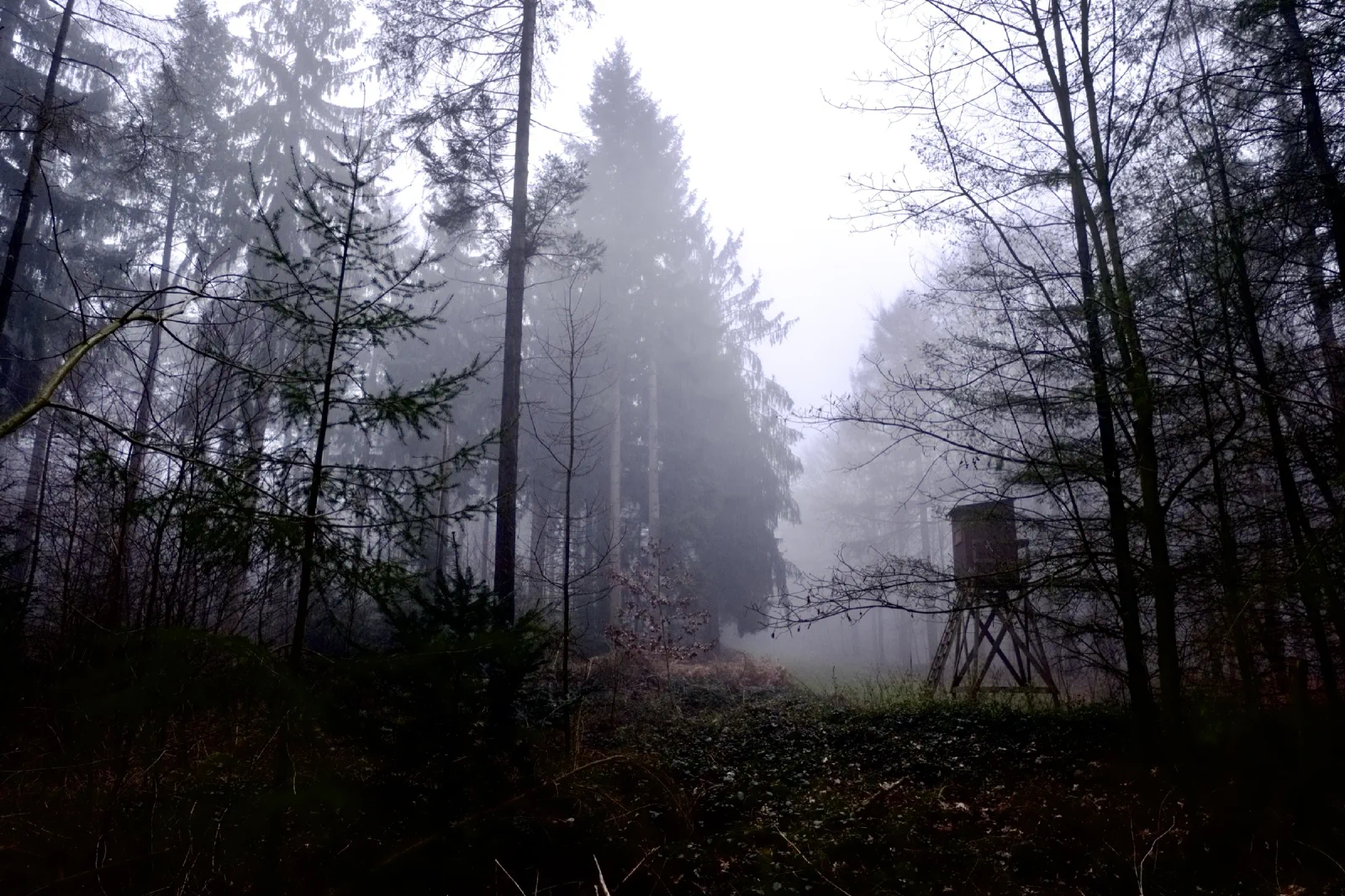 Nebliger Nadelwald im Winter, rechts ein hölzerner Hochsitz am Rand einer Schneise