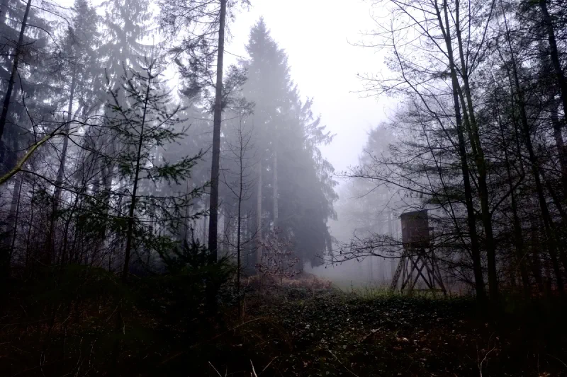 Nebliger Nadelwald im Winter, rechts ein hölzerner Hochsitz am Rand einer Schneise