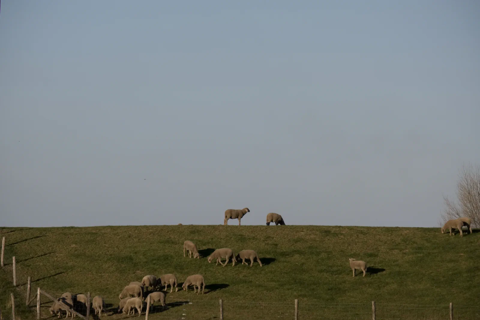 Schafherde auf einem Deich, einzelne Tiere stehen als Silhouette gegen den blassen Himmel