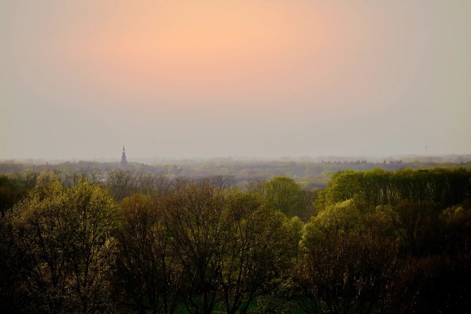 Baumkronen im frischen Frühlingsgrün, dahinter ein Kirchturm im Dunst unter rosa Himmel