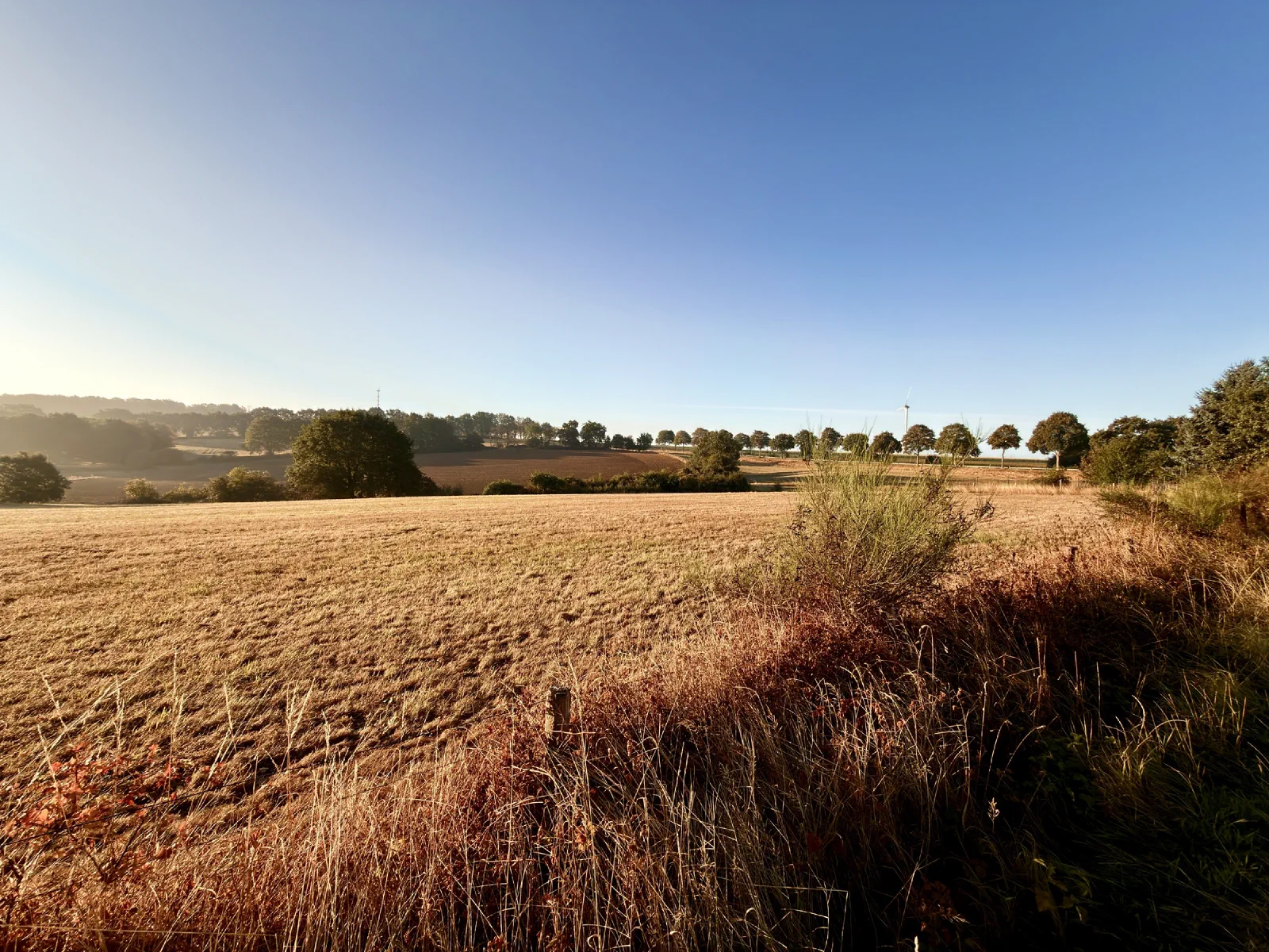 Abgeernteter Acker im klaren Morgenlicht, eine Baumreihe am Horizont, Gräser und Zaunpfähle im Vordergrund